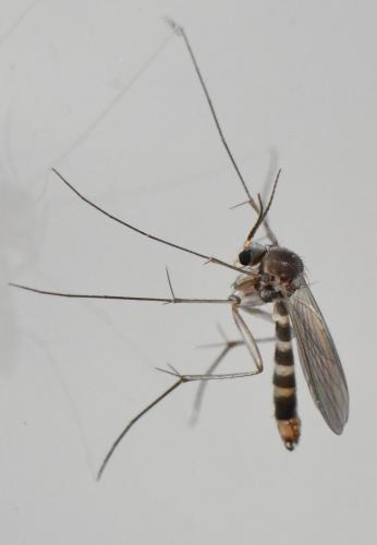 Rymosia fasciata